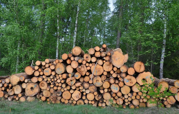 Кора жука-інфіковані дерева, Лісоматеріали готові до перевезення, Південна бо — стокове фото