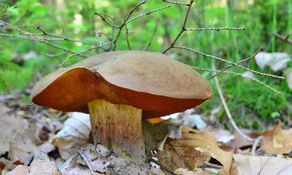 Vista dei funghi autunnali, Boemia meridionale — Foto Stock