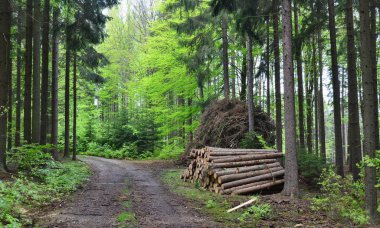 Bark Beetle-enfekte ağaçlar, ahşap taşıma için hazır, Güney Bo
