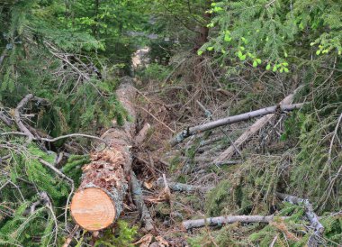 Kereste nakliye, South Bohemia için hazır