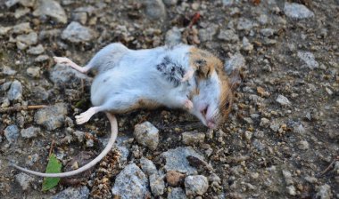 ölü Ortak Vole (Microtus arvalis), Güney Bohemya