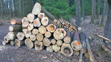 Bark Beetle-enfekte ağaçlar, ahşap taşıma için hazır, Güney Bo