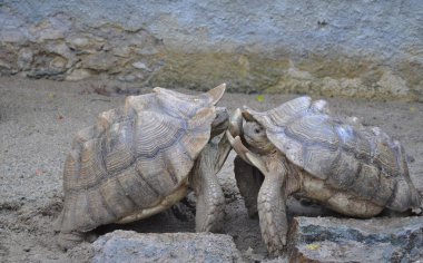 Leopar kaplumbağası yaşayan ikinci büyük karakaplumbağasıdır.