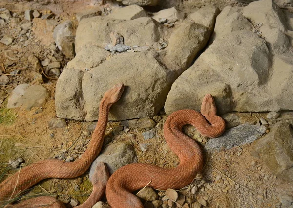 Víbora schweizer, hoy en día especies muy en peligro de extinción de la serpiente, este — Foto de Stock
