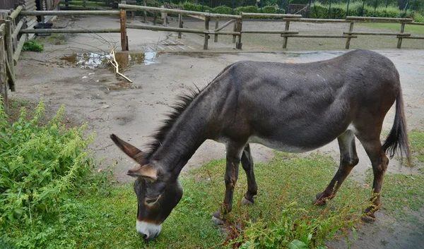 Burro na quinta. Boémia do Sul — Fotografia de Stock