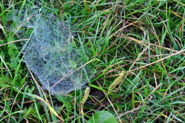 hoarfrost örümcek ağı Tarih