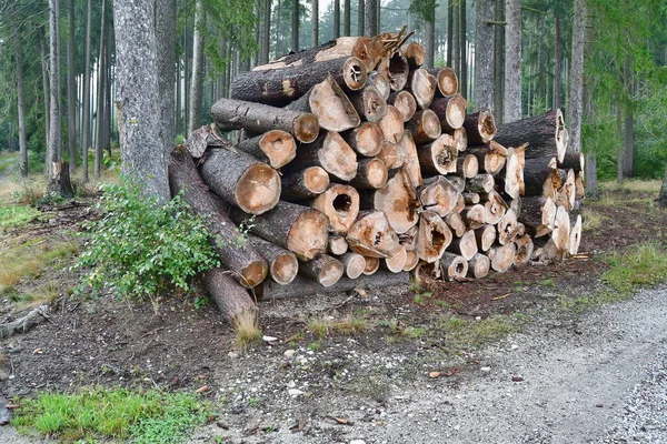 Кора жука-інфіковані дерева, Лісоматеріали готові до перевезення, Південна бо — стокове фото