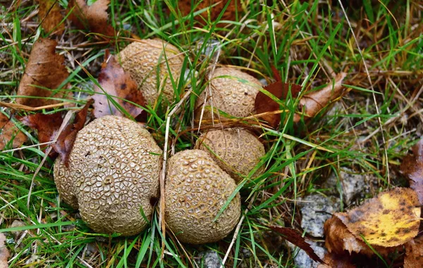 Vista de cogumelos de outono, Boêmia do Sul — Fotografia de Stock