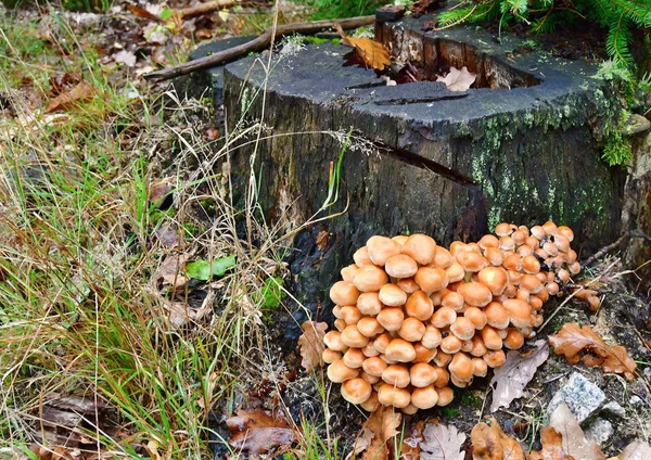 Vista dei funghi autunnali, Boemia meridionale — Foto Stock