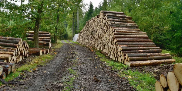 Árvores infetadas por besouros da casca, madeira pronta para transporte, South Bo — Fotografia de Stock