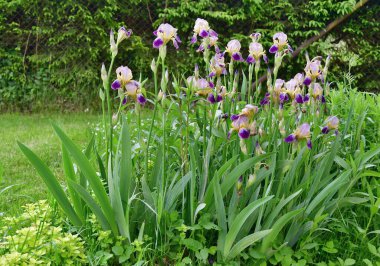 Güzel menekşe çiçeği - göz. Güney Bohemya, Çek Cumhuriyeti