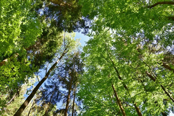 Vista Foresta Primaverile Boemia Meridionale Repubblica Ceca — Foto Stock