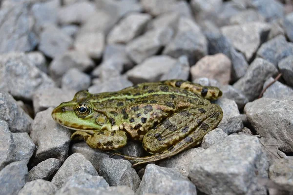 Edible Frog Pelophylax Esculentus Formerly Rana Esculenta Hybrid Short Legged — 스톡 사진