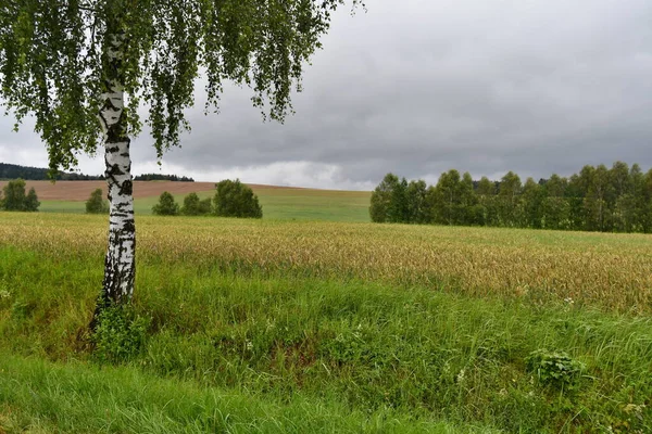 Zomer Landschap Zuid Bohemen Tsjechische Republiek — Stockfoto