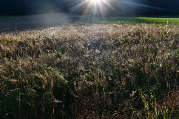 View Sown Fields Southern Bohemia Czech Republic — Stock Photo, Image