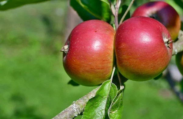 Fruit Mûrissant Pomme Bohême Sud République Tchèque — Photo
