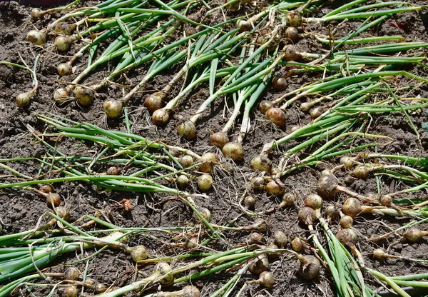 Harvested Onion Plant South Bohemia Czech Republic — Stock Photo, Image