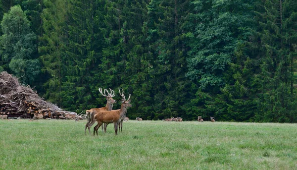 野生動物 南ボヘミア チェコ共和国 — ストック写真