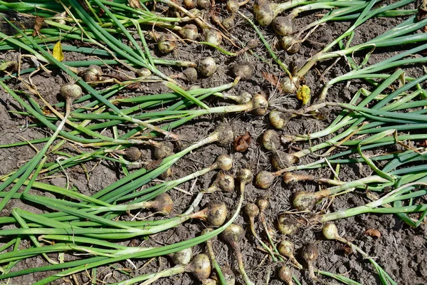 Harvested Onion Plant South Bohemia Czech Republic — Stock Photo, Image