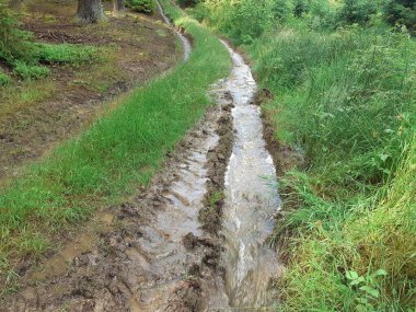 Güney Bohemya, Çek Cumhuriyeti 'nde bir orman yolunda yaz yağmuru sonrası sıcak su