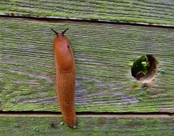 Invasión Babosas Españolas Jardín Babosa Invasora Bohemia Del Sur República —  Fotos de Stock