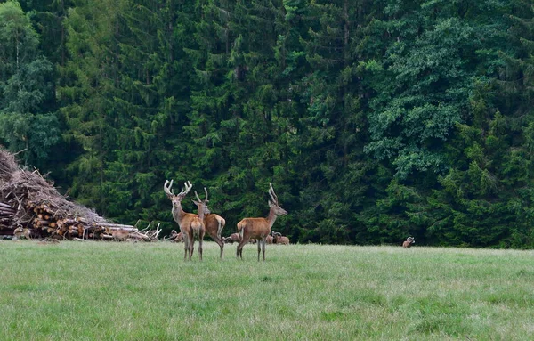 Animais Selvagens Floresta Cativeiro Sul Boémia República Checa — Fotografia de Stock