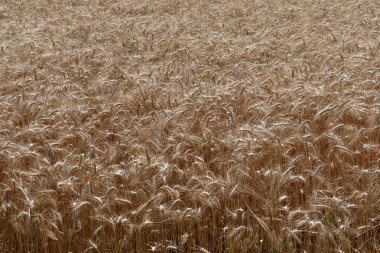 manzaralı tarlalar, güney Bohemya, Çek Cumhuriyeti