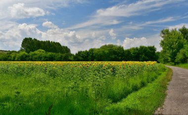 Güney Moravya 'nın yaz manzarası çiçek açan ayçiçekleriyle, Çek Cumhuriyeti
