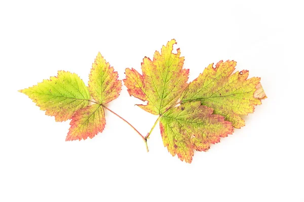 Feuilles Automne Colorées Isolées Sur Fond Blanc Les Couleurs Automne — Photo