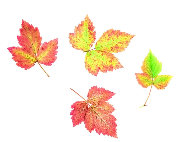 Feuilles Automne Colorées Isolées Sur Fond Blanc Les Couleurs Automne — Photo