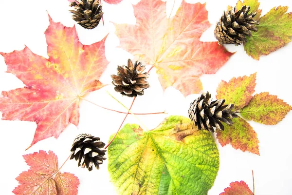 Feuilles Automne Colorées Isolées Sur Fond Blanc Les Couleurs Automne — Photo