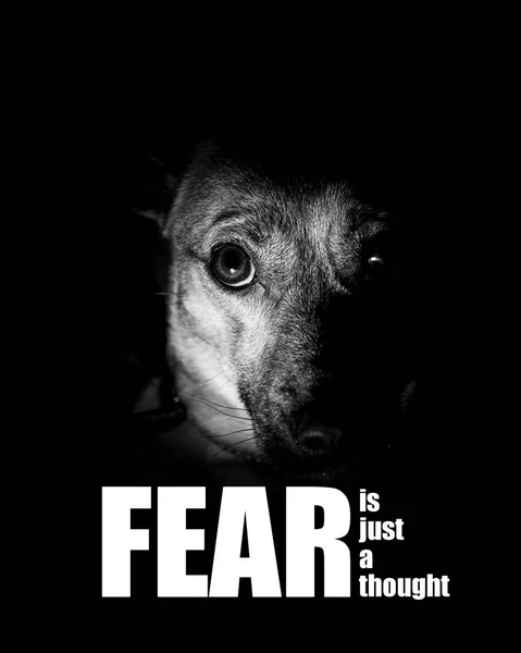恐惧只是一张思想励志的照片 恐惧激励的照片 不要害怕 要勇敢 — 图库照片