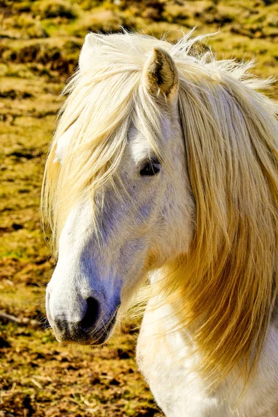 White Horse Beautiful Mane — Stock Photo, Image