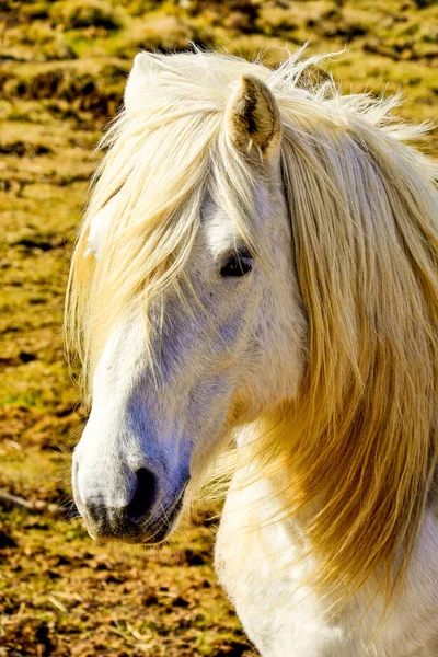 Caballo Blanco Con Hermosa Melena — Foto de Stock