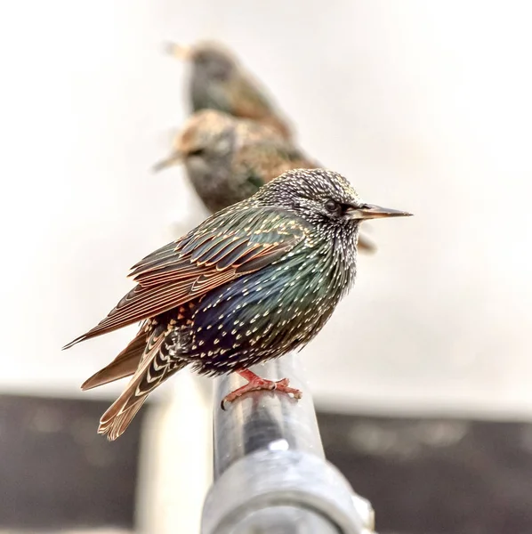 Bird isolated - colorful starling (sturnus vulgaris) sitting on a rail