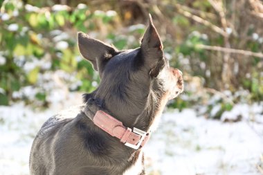 Üzgün yaşlı köpek izole. Depresif gözleri ile melez ırk. Evde beslenen hayvan bekleyen