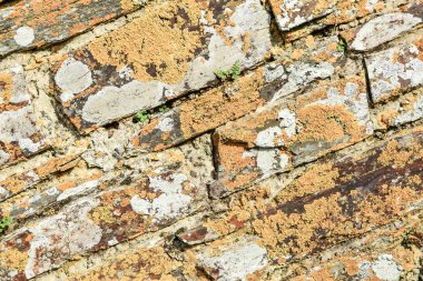 Beyaz ve kırmızı tuğlalı eski tuğla duvar. Klasik tuğla duvar dokusu