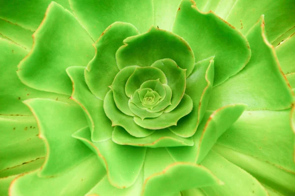 Echeveria Allegra, büyük bir rozet şekli oluşturan kırmızı-yeşil yaprakları ile etli bitki
