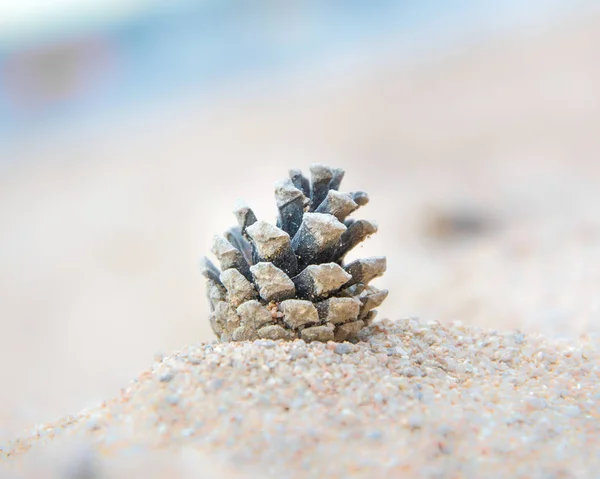 Pinecone Isolated Blurry Background — Stock Photo, Image