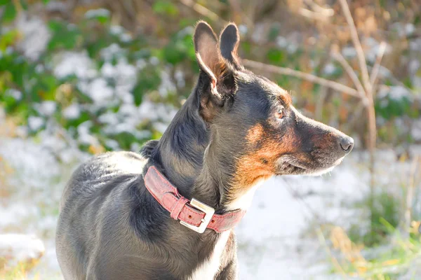 Triste Vieux Chien Isolé Bâtard Reproduit Avec Des Yeux Déprimés — Photo