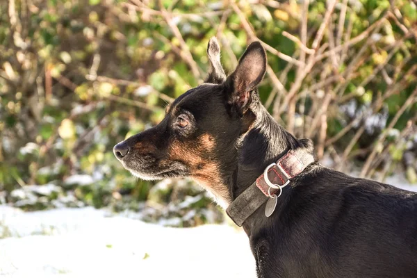 Triste Vieux Chien Isolé Bâtard Reproduit Avec Des Yeux Déprimés — Photo