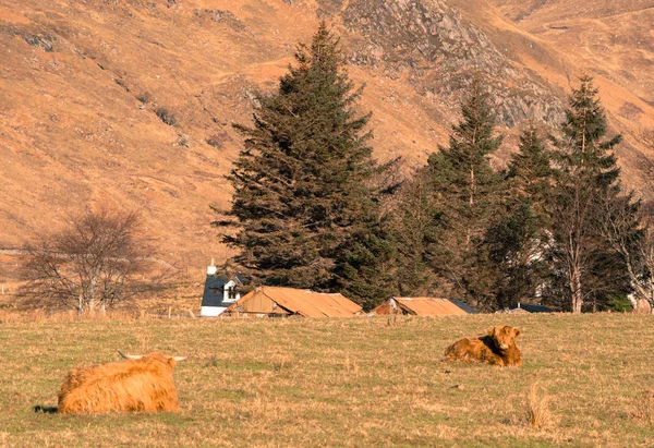 Yayla Inek Çevresinde Merak Ilgi Gösteren Bir Skoç Çayır Durdu — Stok fotoğraf