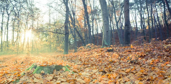 Sunny Forest Autumn Europe — Stock Photo, Image