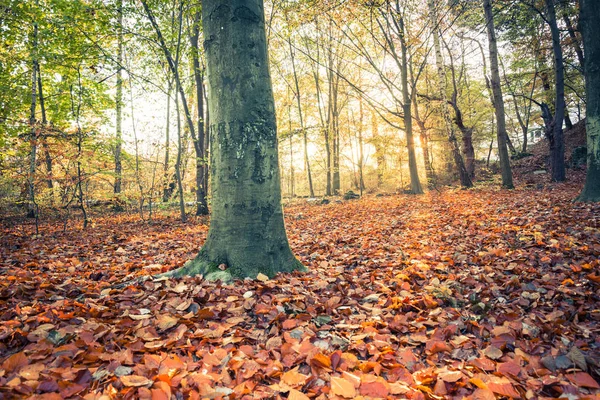 Sunny Forest Autumn Europe — Stock Photo, Image