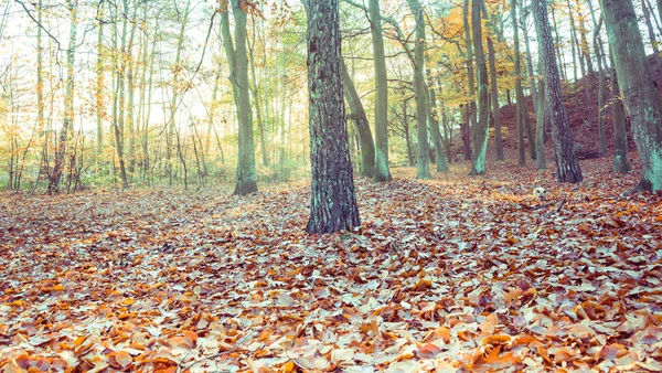 Sunny Forest Autumn Europe — Stock Photo, Image