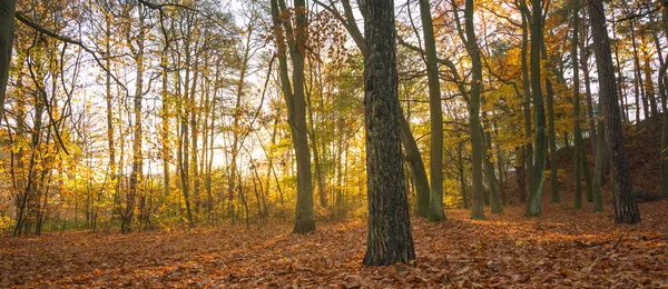 Sunny Forest Autumn Europe — Stock Photo, Image