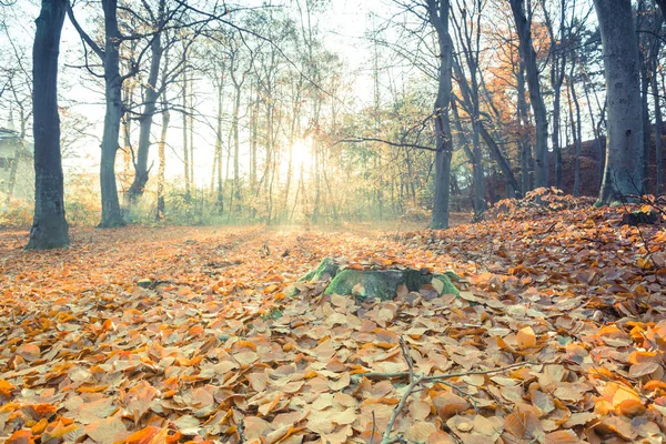 Sunny Forest Autumn Europe — Stock Photo, Image