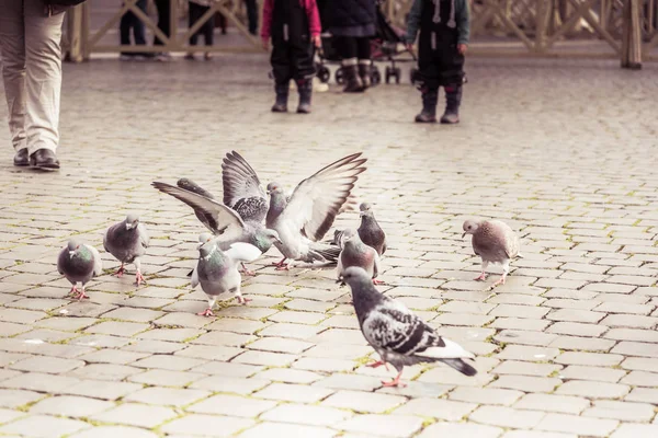 Galambokat Téren Található Városi Park — Stock Fotó