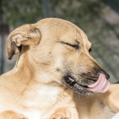 Beyaz, yeşil arka plan - kurtarma köpeği çok güzel gözlü üzerinde izole kahverengi şirin köpek yavrusu köpek