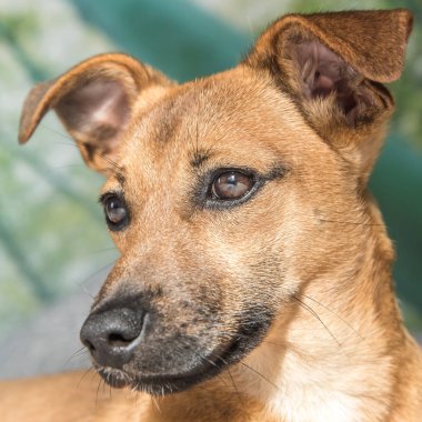 Beyaz, yeşil arka plan - kurtarma köpeği çok güzel gözlü üzerinde izole kahverengi şirin köpek yavrusu köpek